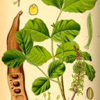 Illustration_Ceratonia_siliqua0