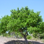 LBG-Baum