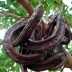 LBG-Frucht_am_Baum