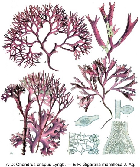 Carrageen