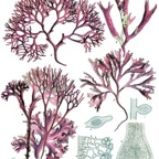 Carrageen.jpg